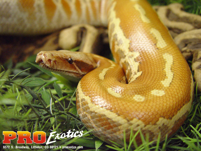 Albino Red Blood python