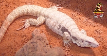 Albino Blue Tegu