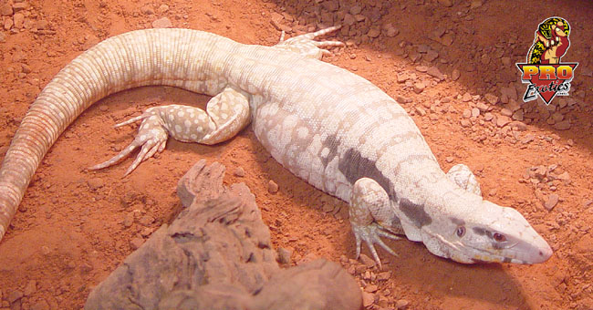 Albino Blue Tegu