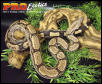 Arabesque Boa