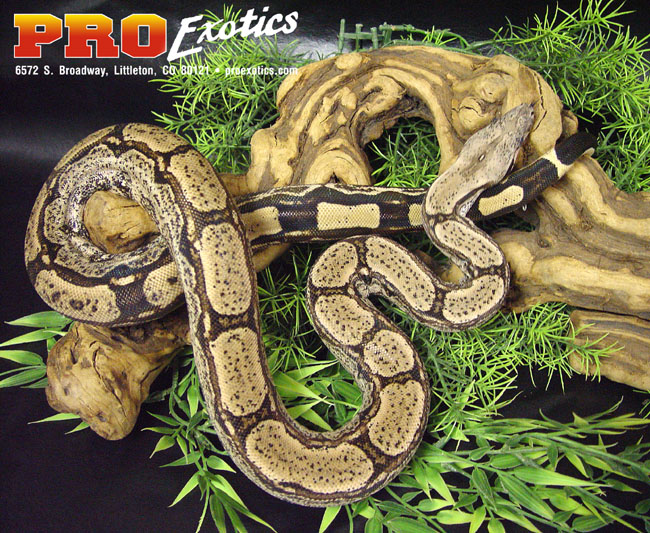Arabesque Boa