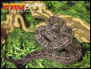 Argentine Boa yearling