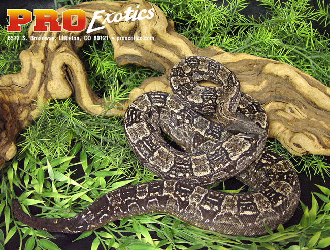 Argentine Boa yearling