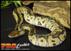Clown Ball python