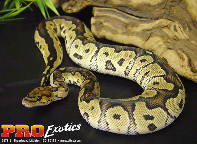 Clown Ball python