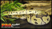 Clown Ball python