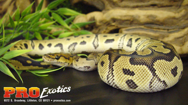 Clown Ball python