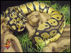 Pastel Ball python