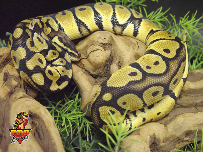 Pastel Ball python