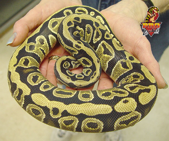 Ball Python female