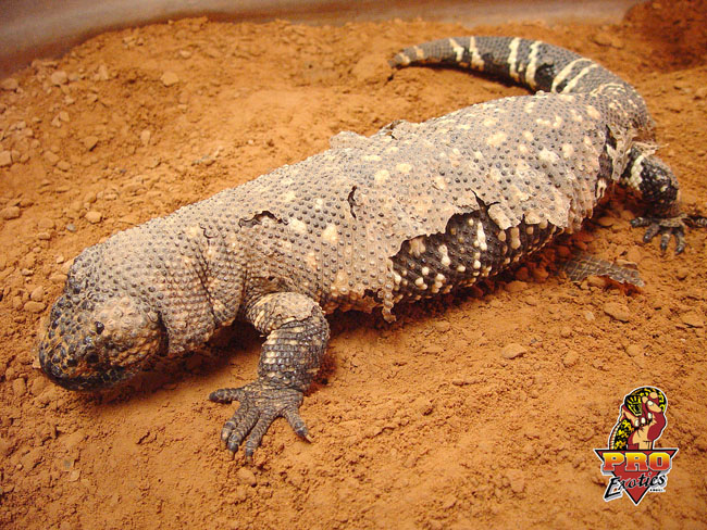Beaded female pre lay shed
