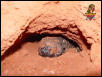 Beaded Lizard