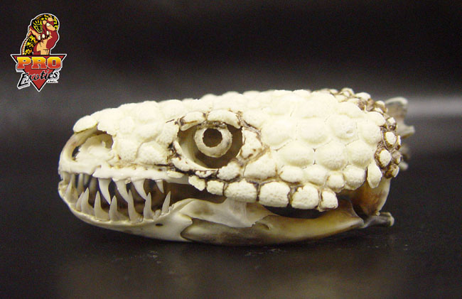 Beaded skull