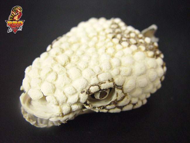 Beaded skull