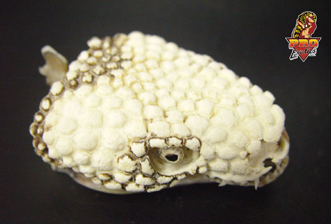 Beaded skull