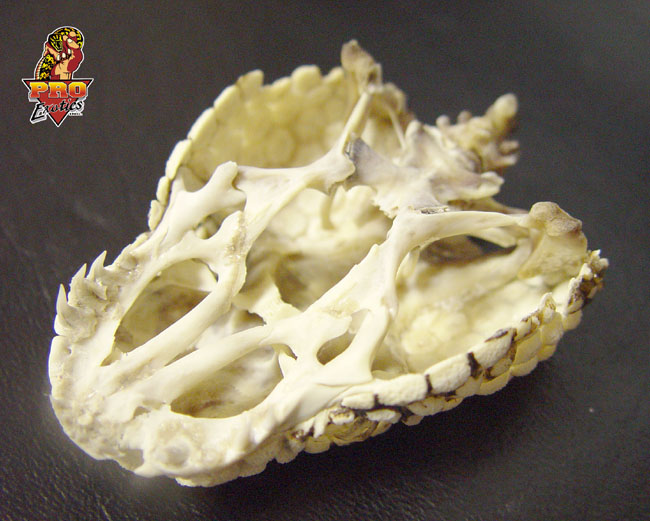 Beaded skull