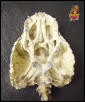 Beaded skull