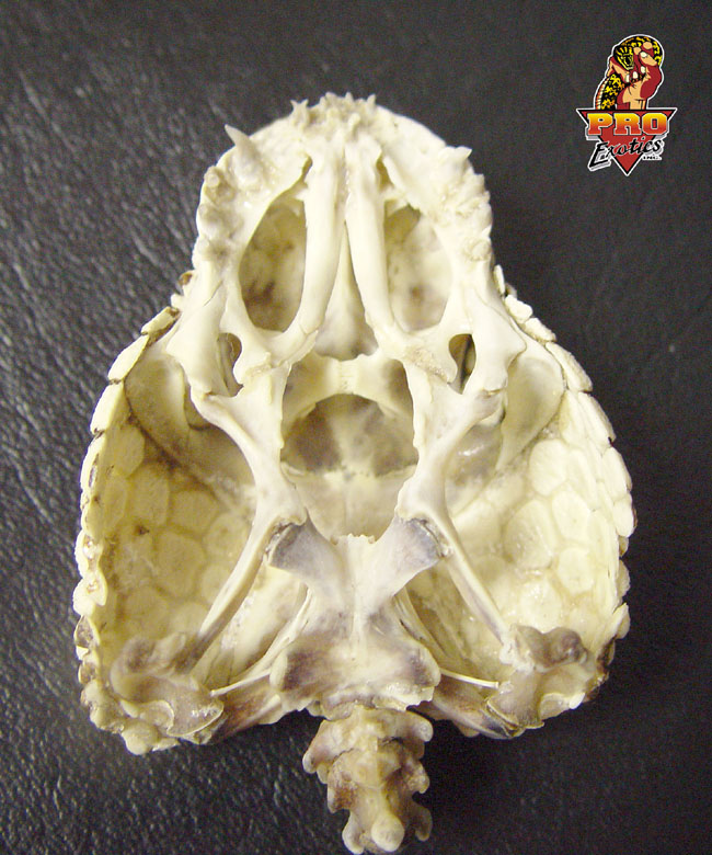 Beaded skull