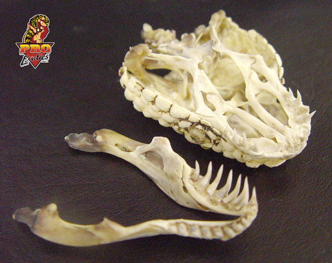 Beaded skull