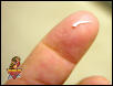 Beaded Lizard tooth