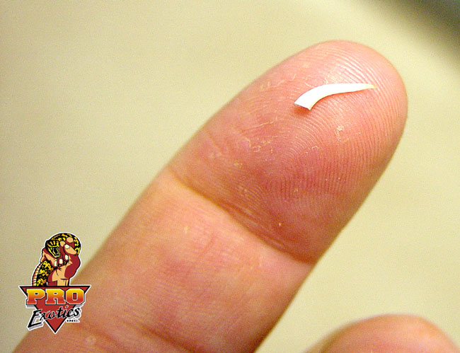 Beaded Lizard tooth