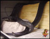 Boelen's Pythons breeding