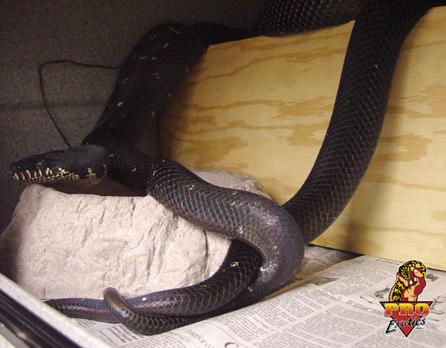 Boelen's Pythons breeding