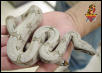 Bolivian Redtail Boa
