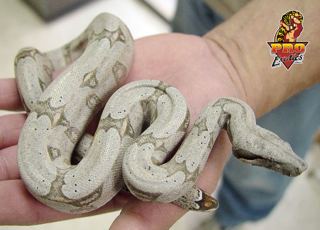 Bolivian Redtail Boa