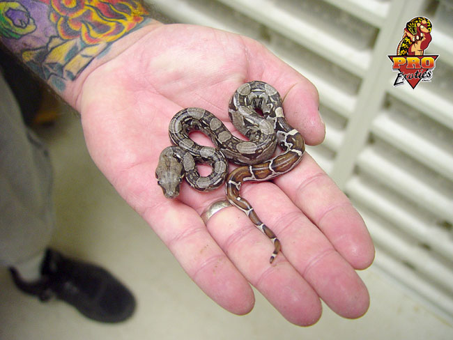 Common Boa super small