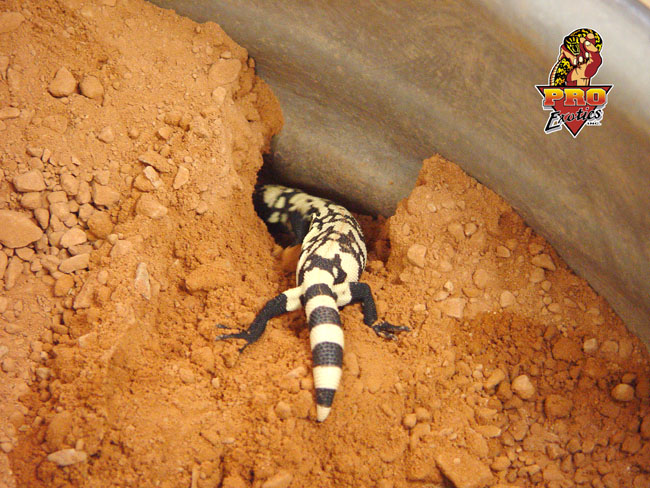 gila baby burrowing