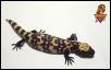 Gila Monster hatchling #1