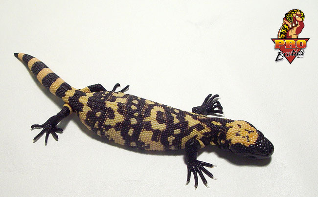 Gila Monster hatchling #1