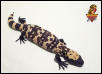 Gila Monster hatchling #2