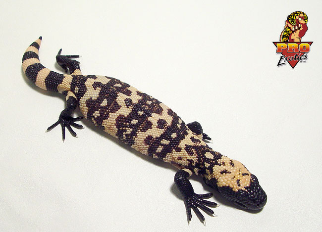 Gila Monster hatchling #2