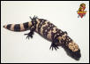 Gila Monster hatchling #3