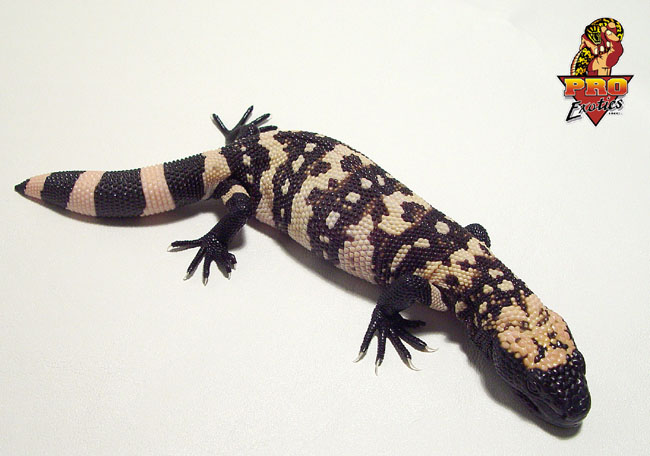 Gila Monster hatchling #3