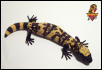 Gila Monster hatchling #4