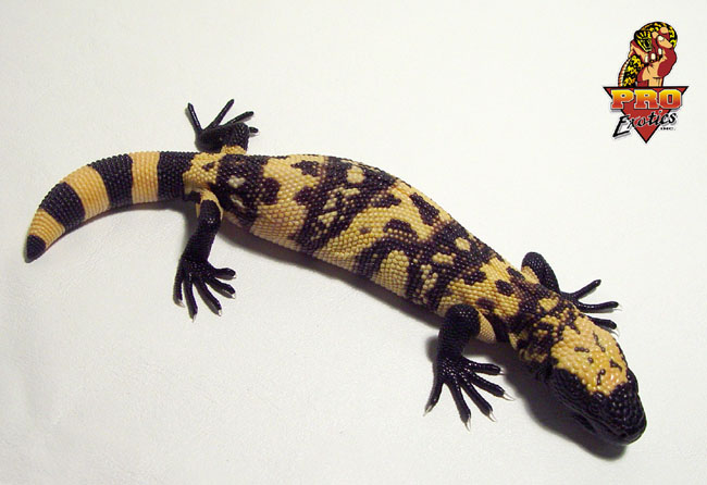 Gila Monster hatchling #4