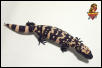 Gila Monster hatchling #5