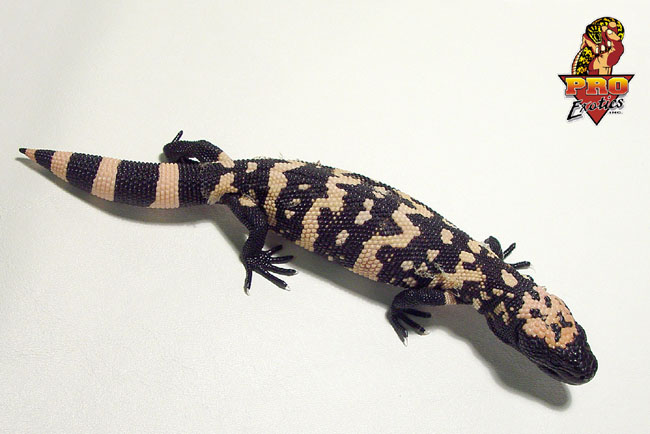 Gila Monster hatchling #5
