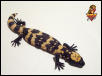 Gila Monster hatchling #6
