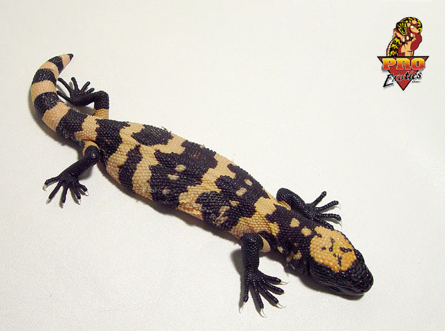 Gila Monster hatchling #6