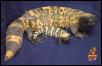 Gila baby and yearling 2003