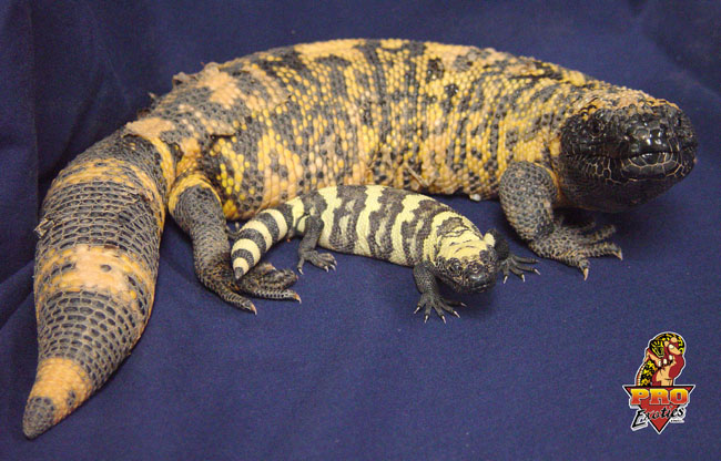 Gila baby and yearling 2003