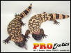 Gila Monster breeder females