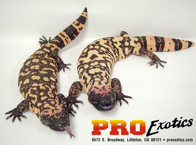 Gila Monster breeder females
