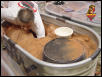 Gila burrow