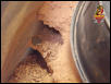Gila Monster double burrow