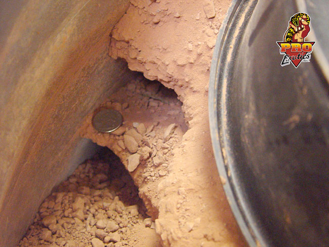 Gila Monster double burrow